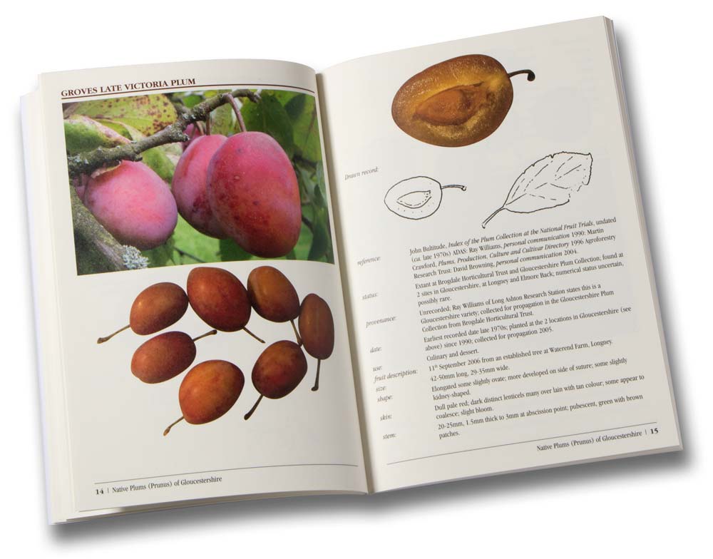 Native Plums (Prunus) of Gloucestershire - Image 2